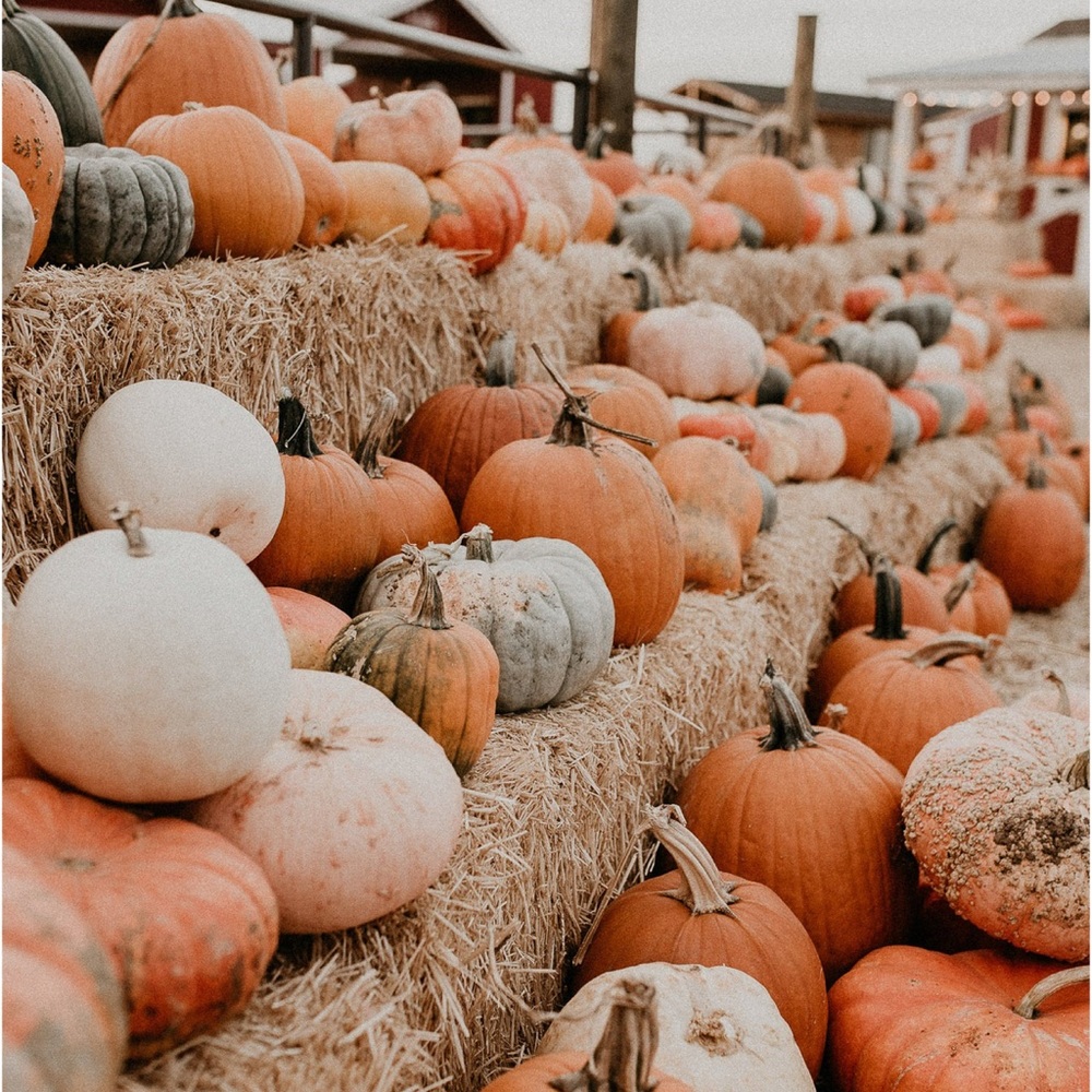 H A P P Y   F A L L 🍂🧡